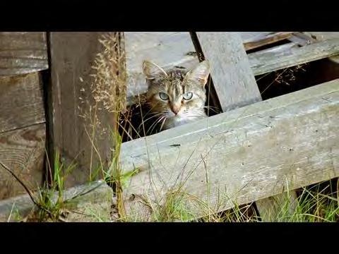 HSUS Educational Efforts (part 1: feral cats) The feral cat population nationally is booming, and old