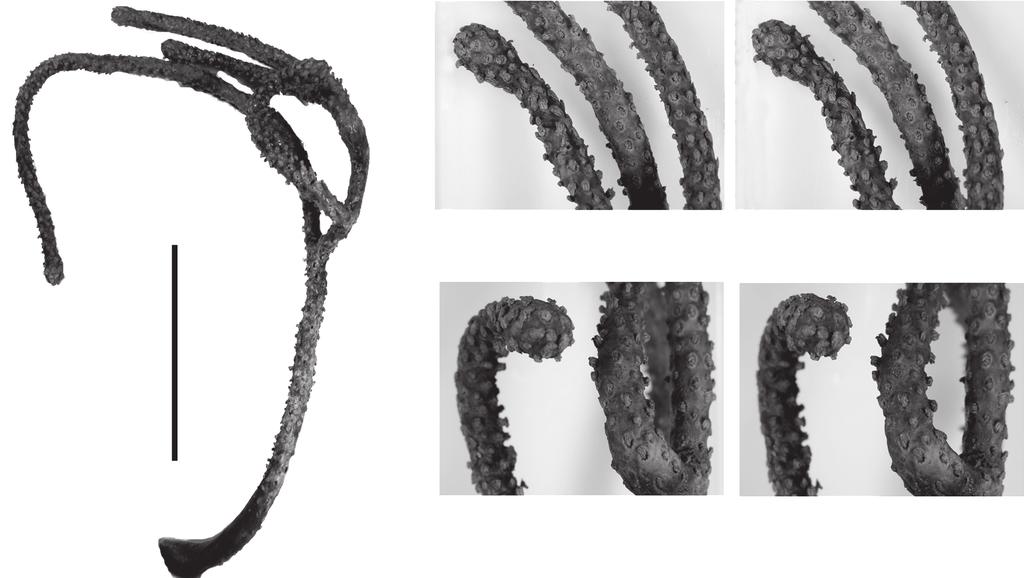 268 Fig. 2. Photographs of Alaskagorgia aleutiana holotype (USNM 1007002) with two stereopair details of branches (scale bar, left photo, 15 cm). Description.