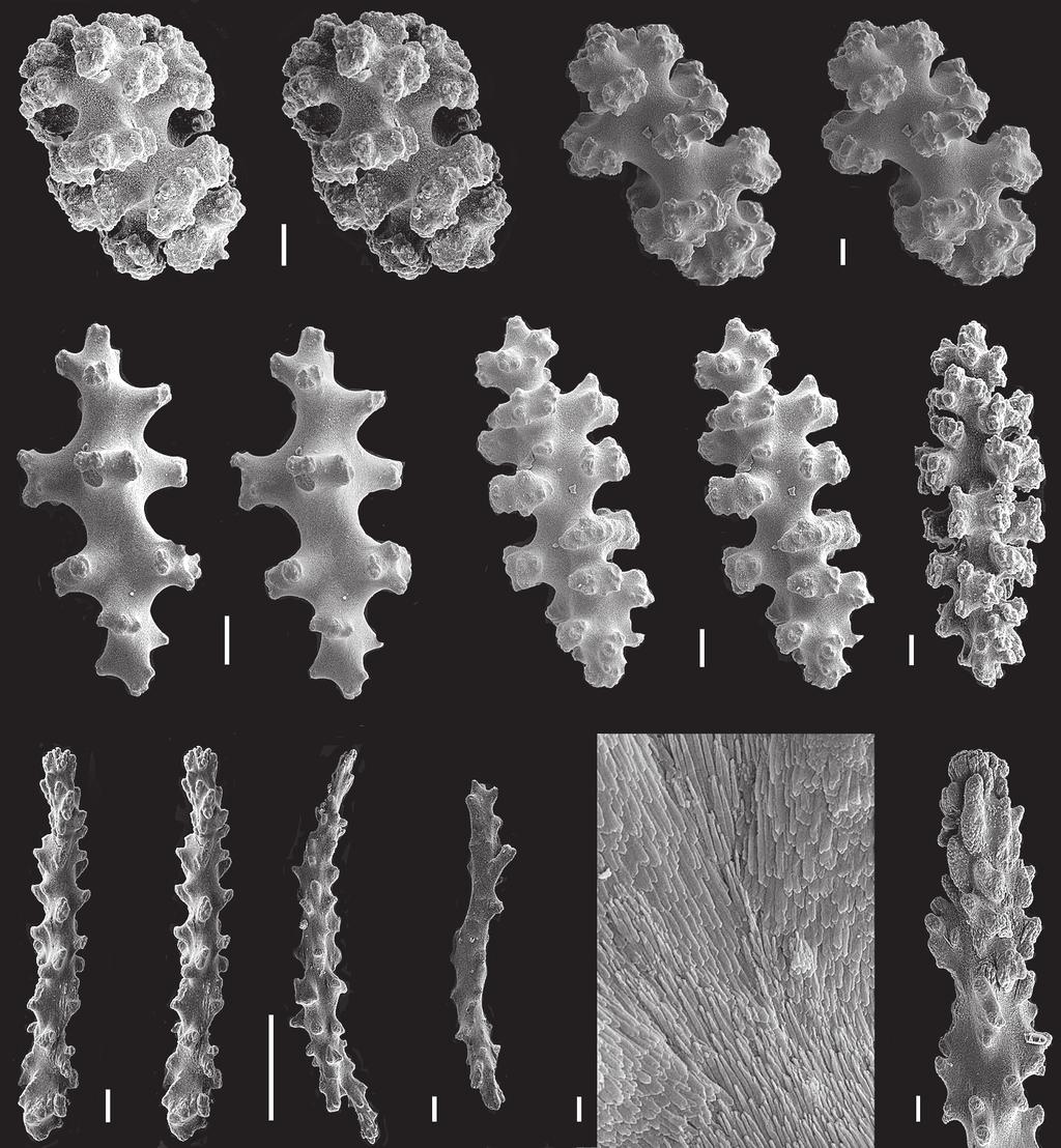 ZM078 265-274 sanchez/cairns 02-01-2007 14:03 Pagina 271 A B C F 271 D G H I E J Fig. 5. SEM images and stereopairs of Alaskagorgia aleutiana paratype (USNM 1007125).