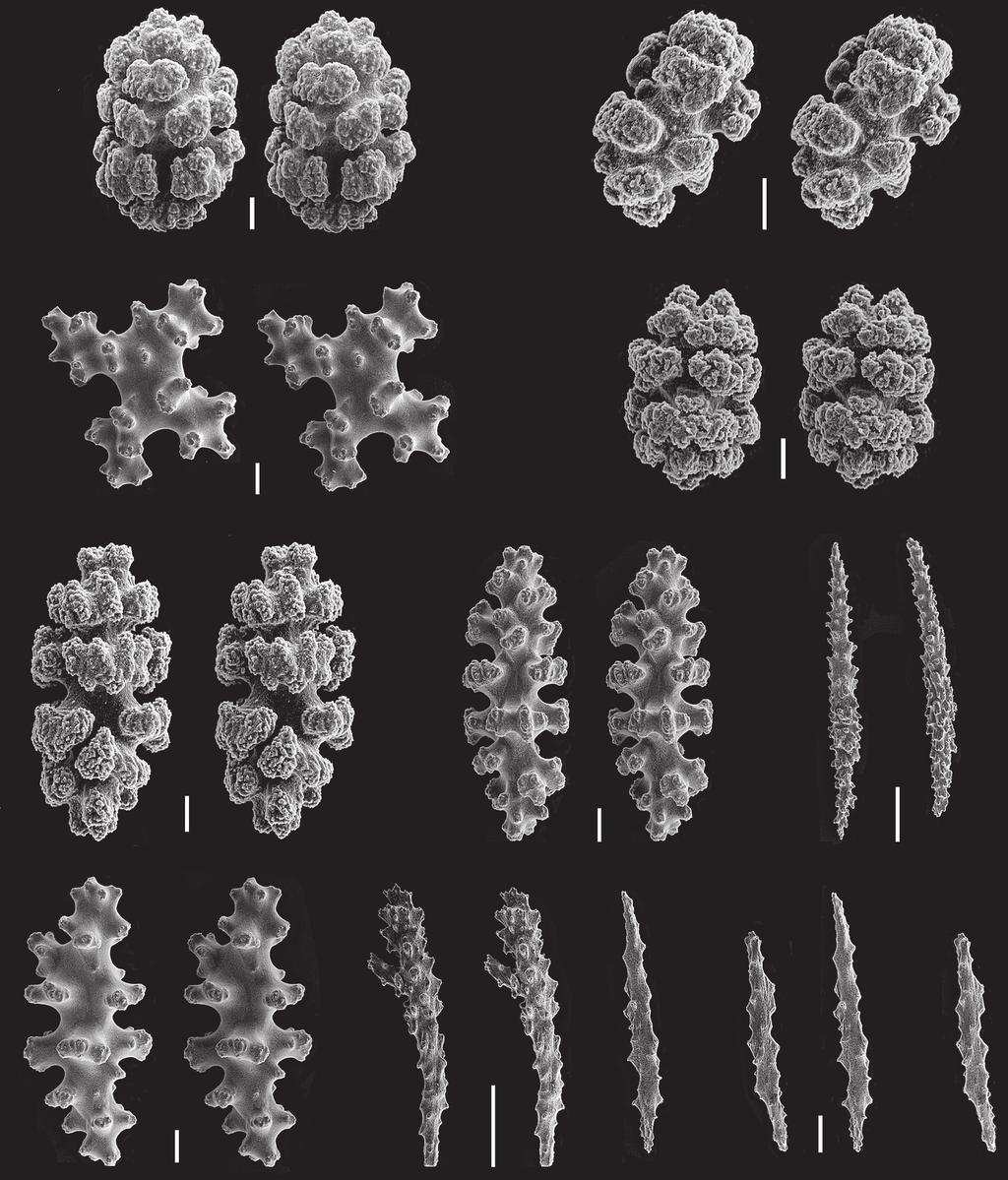 ZM078 265-274 sanchez/cairns 272 02-01-2007 14:03 Pagina 272 A B C E H D F I G J Fig. 6. SEM stereopairs of non-type specimen Alaskagorgia aleutiana sclerites (USNM 1010765).