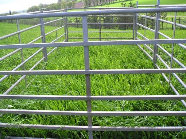 Two grazing cages were erected, prior to the tup hoggs being put into the field, to prevent grazing and show the group the growth of the chicory.