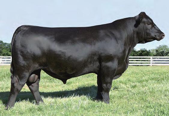 REFERENCE SIRE & SELECT LOT