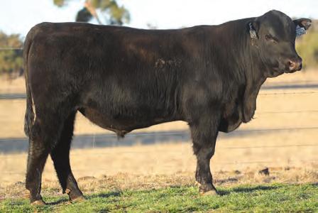 B: 02/05/2012 GAR SURE FIRE Sure Fire is an elite calving sire with breed leading carcass merits from the Gardiner Program Nicholas inspected 198