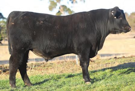 Sure Fire s progeny are eye catching, moderate framed with low birth, scrotal size of +3.9 and EMA of +9.