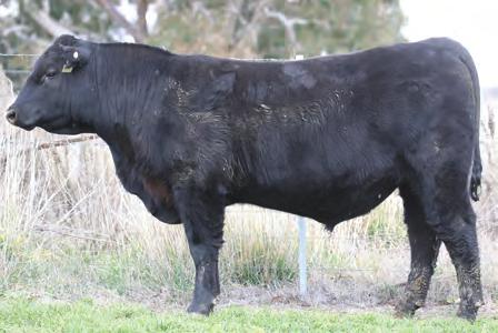 His docile nature, outstanding progeny combined with brilliant CE, Birth, GL, Fertility, IMF, and docility EBV s make