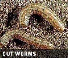 So, if you know grass damage is not from chinch bugs, grub worms or fungal diseases (yet), then the problem in late September and early October is most likely cutworms or sod webworms.