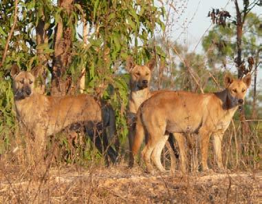 Introduction This document outlines a six-step strategic approach to the management of dingoes and other wild dogs, and poses a number of questions to help set up a working plan.