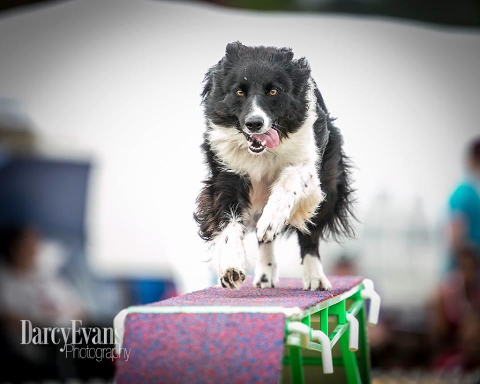 Last March my border collie Keen fell off the dog walk, he came up lame his left hip was injured. I really thought his agility career might be over. I called on Diamond for help.