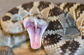 Pet Gazette April, 2016 Rattlesnake Season Has Arrived! ~ FOOD! Pre-paying for Special Orders ~ Microchips! Thriving Foxtails ~ Leptospirosis: What and How?