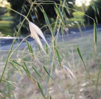 Foxtail season is here! These dry grass seeds can cause a surprising number of issues for our little (or big) furry friends.