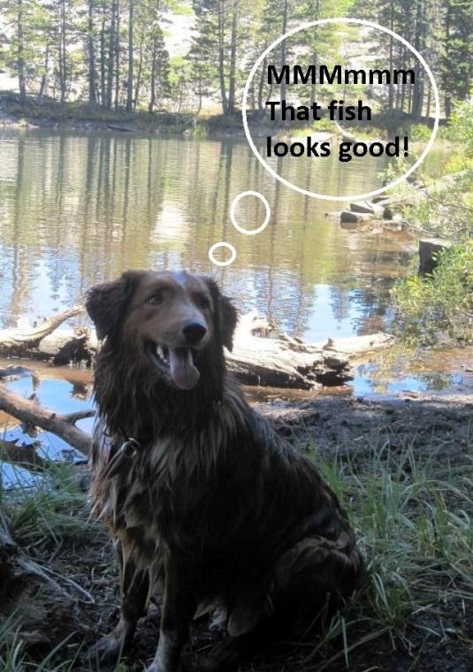 Salmon Poisoning Disease: Believe it or Not, it s Not Just Salmon! Fishing can be a fun outdoor activity, and bringing our canine friends along is a great way to spend time with them.