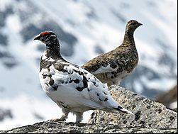 Main issue for some MS: Derogations for reindeer and grouse Based on (agreed) adaptations by FI, SE and NO Under consideration/discussion: Derogation in case of direct supply of