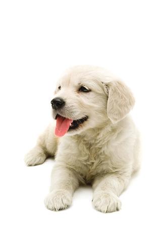Housetraining The principles of housetraining are to teach your puppy to eliminate in a desired location while preventing them from developing habits of eliminating in unacceptable areas.