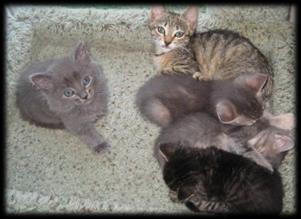 2014 FEATURED RESCUES The Burlington Three: A litter of three kittens was living in a storm drain in Burlington after the mom was trapped by Animal Control (and most likely put to sleep because she