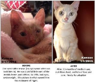 Another rescue said they would take the kittens, so a volunteer in Burlington trapped them, only to find out the rescue was not going to take them after all, leaving the trapper with three sick