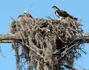 creeks off Whitehall Bay. He builds very tall, sturdy nests made of bulky mass of sticks 5 feet in diameter.