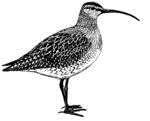 Species: Whimbrel (Adult) Gender: Female Release Date: 05/22/2013 Release Location: Bloody Marsh, St.