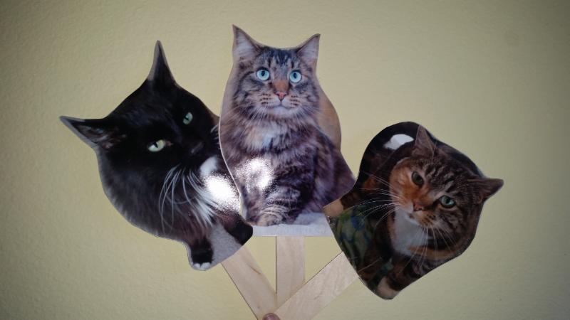 Look at these cool "flat cats" who have all found their forever home.