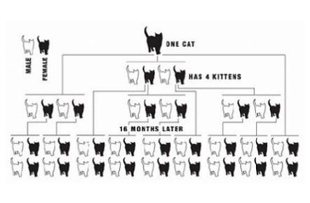 If the cats are removed to an animal control facility, new cats will eventually move in and start breeding.