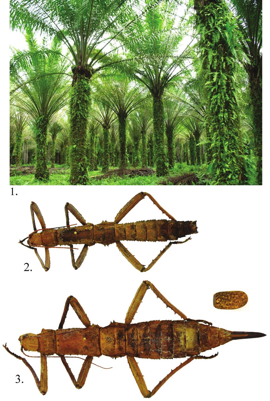 20 Lynn S. Kimsey et al. / Journal of Hymenoptera Research 30: 19 28 (2013) Figures 1 3.