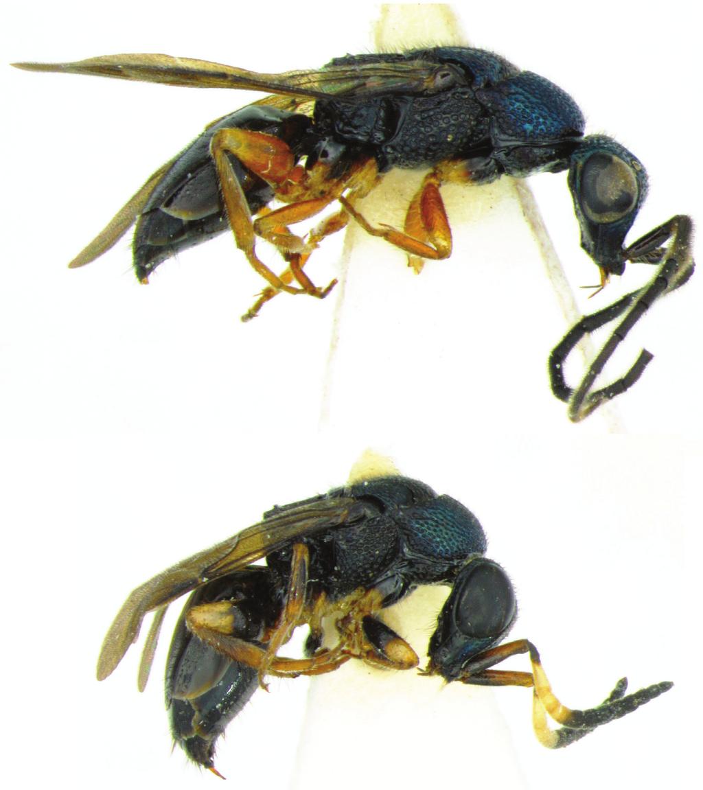 22 Lynn S. Kimsey et al. / Journal of Hymenoptera Research 30: 19 28 (2013) 4. 5. Figures 4 5. Cladobethylus insularis, side views 4 Male 5 Female. 2 nd generation, coll.