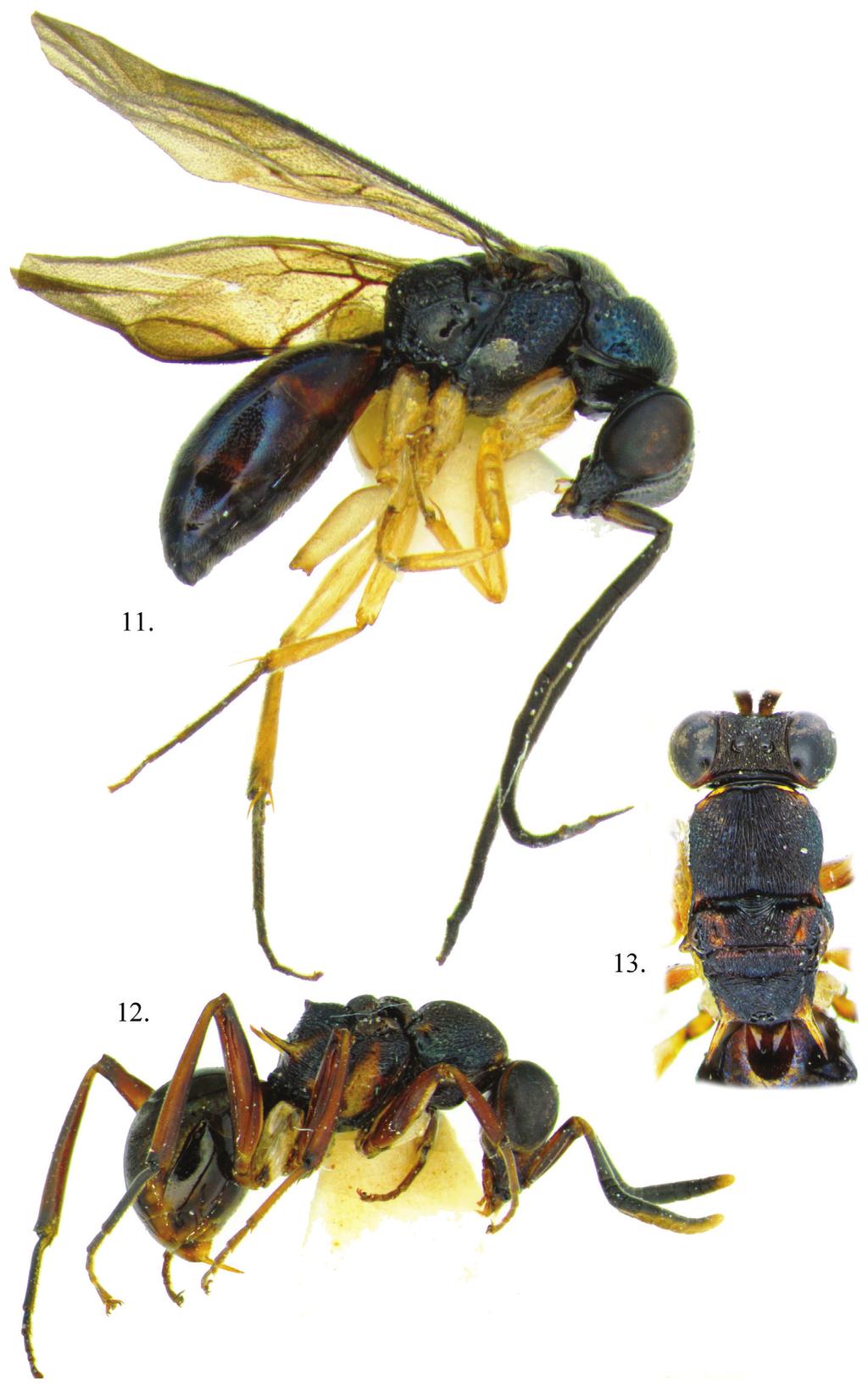New species of egg parasites from the Oil Palm Stick Insect (Eurycantha insularis).