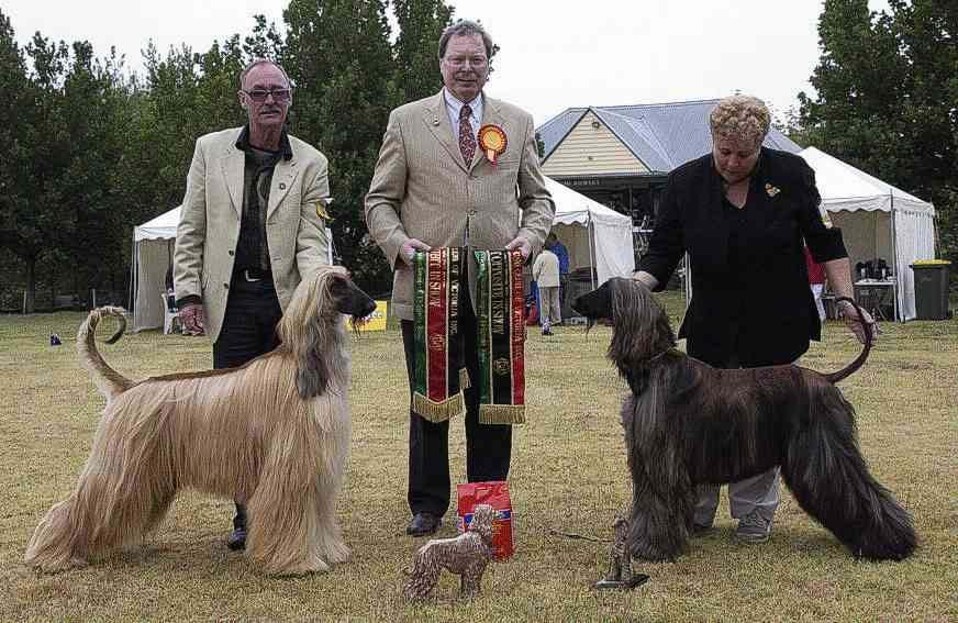 The Afghan Hound Club of Victoria Inc.37th Specialty Show 7th March 2004 - Judge: Mr.