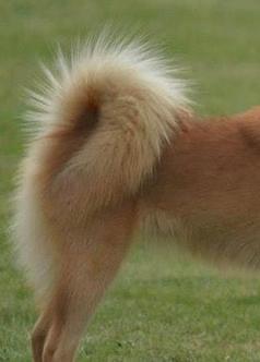 TAIL: Curved forward from the set-on tightly along the back, down- and slightly backwards pressed against the upper thigh, the tip of the tail reaches in the middle of the upper thigh.