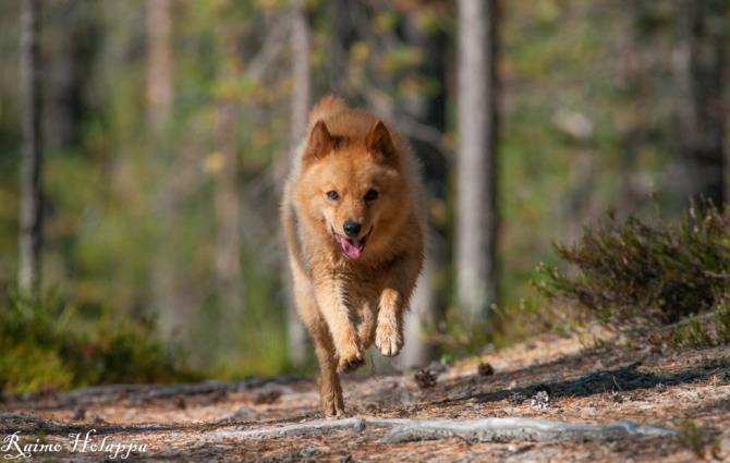 As the Finnish Spitz is a busy dog the most typical movement for him is