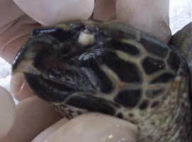 Species: Hawksbill sea turtle Age: 1-2 years old Concha is a Hawksbill that stranded on September 11th, 2005.