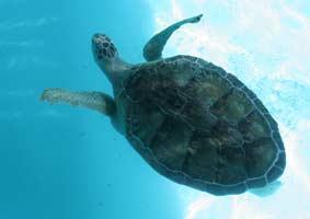 Age: 20-25 years old Merry Christmas is one of the two remaining old timers at Sea Turtle, Inc.
