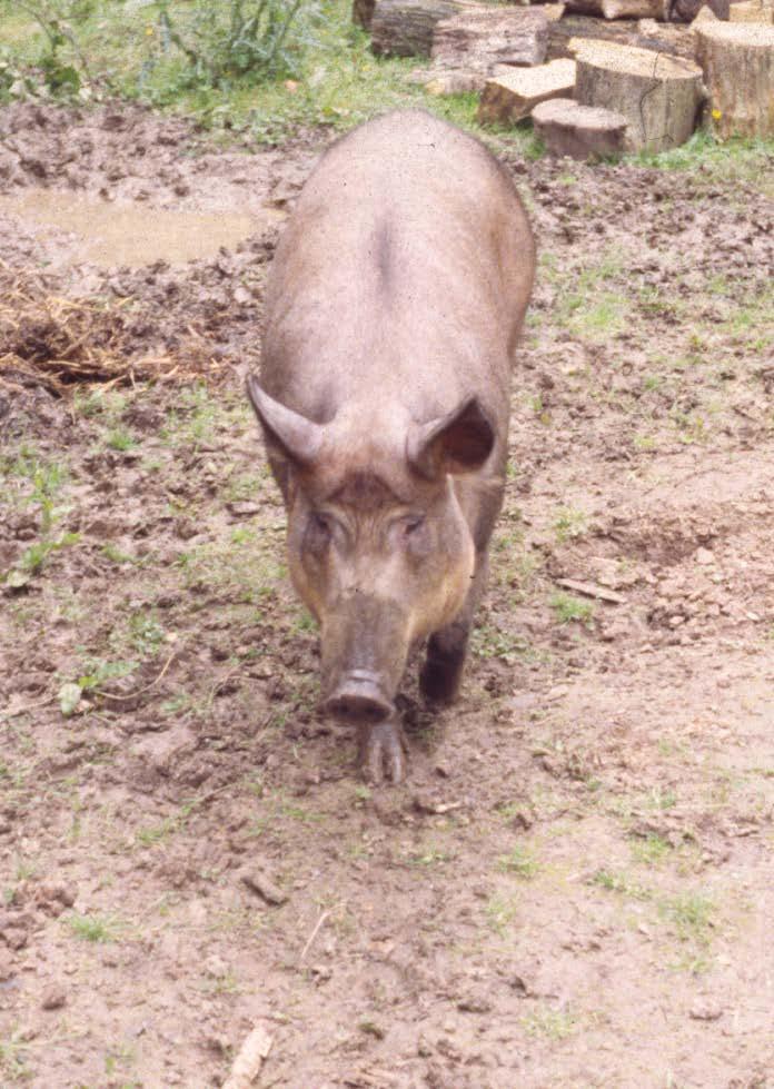 wild boar. These litters were then bred for similar traits, eventually resulting in our modern day domesticated pig. Prior to the 1950 s, farmers would only keep a few pigs on mixed farms i.e. crops and pigs.