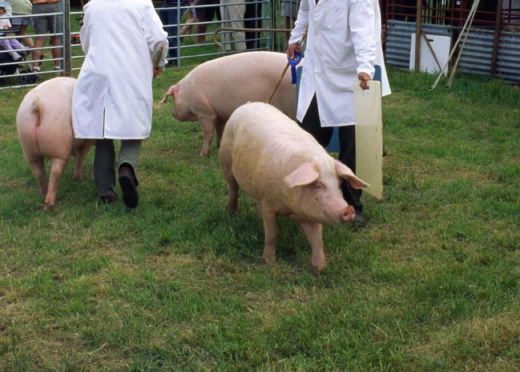 National Swine Registry which is a combined association representing four breeds: Duroc, Yorkshire, Hampshire and Landrace.