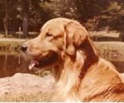 Golden Retriever Club of Canada THE NAN GORDON MEMORIAL TROPHY WINNERS by Mary Shillabeer AUREO KYRIE TOUF ACTO FOLLOW CD WC Since 1983, the Golden Retriever Club of Canada has recognized the