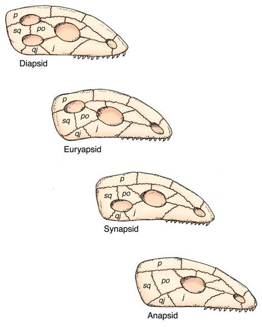 The Amniotes Diapsids (Includes lizards, dinosaurs & birds)) Classified based on skull
