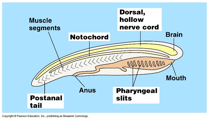 Pharyngeal gill slits Vertebrates