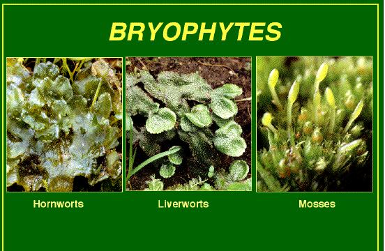 First Colonists: Bryophytes No Plumbing System - small low to the ground Early Plants: 1.