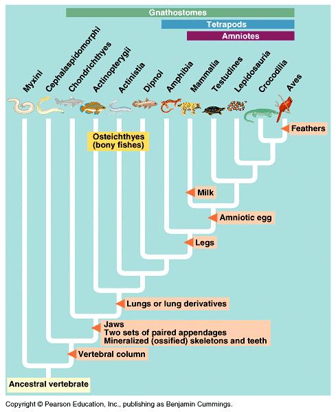 Phylogeny Reminder Fish --> Amphibians --> Reptiles -->