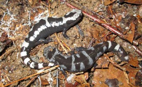 Belmead Survey 11. Ambystoma opacum (Marbled Salamander) A total of 15 Marbled Salamanders were found during the 2013 survey. Fourteen adults were found at site J alone.