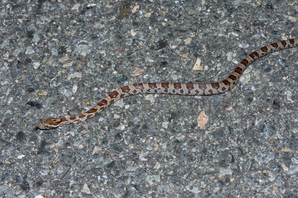 Field Notes Pantherophis guttatus (Red Cornsnake): VA, Craig Co., Route 615, 400m south of Botetourt/ Craig County line, (37.58785N -80.00622W). 26 June 2014. Lance H.