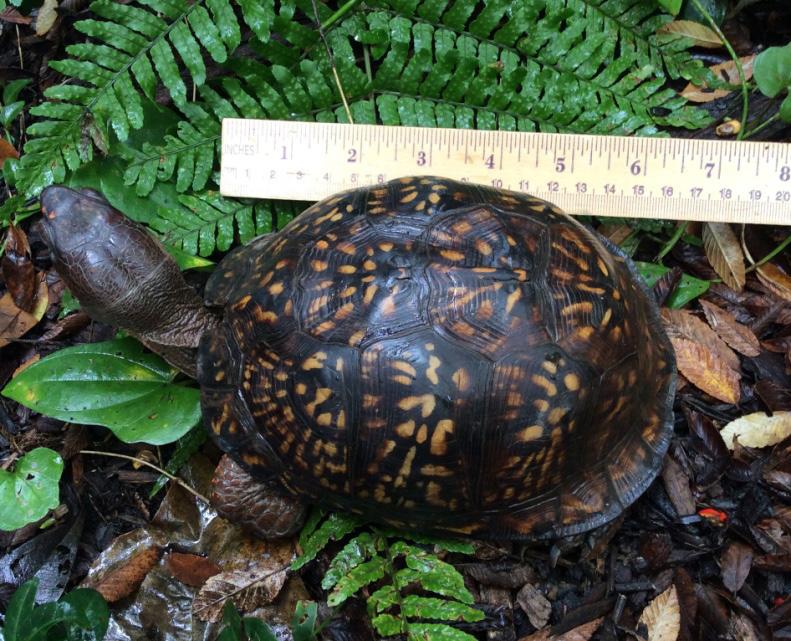 Field Notes Box Turtle (T. c. major) which occurs in the lower Coastal Plain from Louisiana to northern Florida and the female was a Woodland Box Turtle (T. c. carolina) from New York (Cook et al.