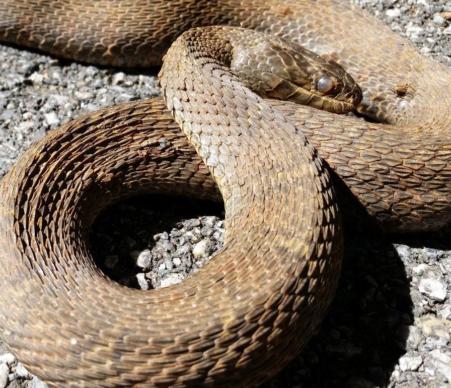 Field Notes documented case of snake fungal disease in Maryland and recommend that a heightened biosecurity protocol be employed when conducting fieldwork at SERC.
