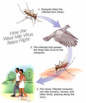 How Do Mosquitoes