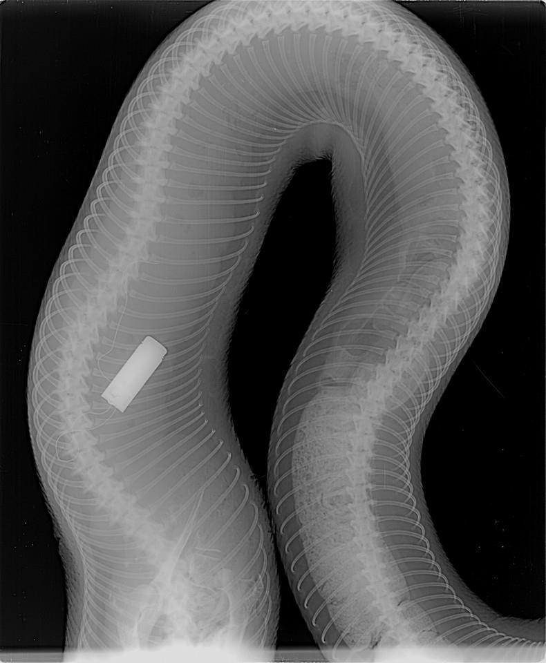 Figure 9: X-Ray image of one of our python