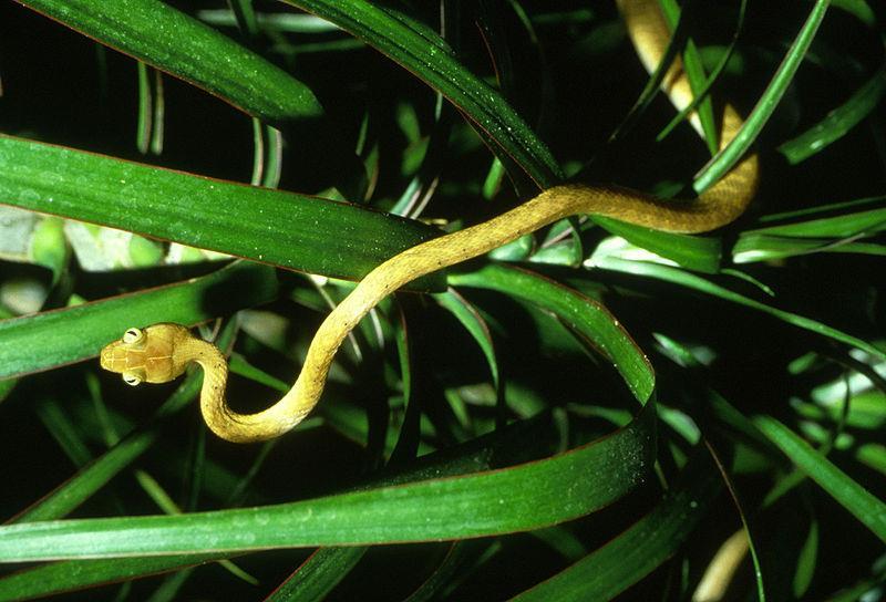 Brown Tree Snakes on Guam 1950 s First detection 1968 Occupies