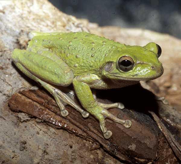 Cuban Treefrog Osteopilus septentrionalis Native to Cuba, Caymans, and Bahamas Invasive in