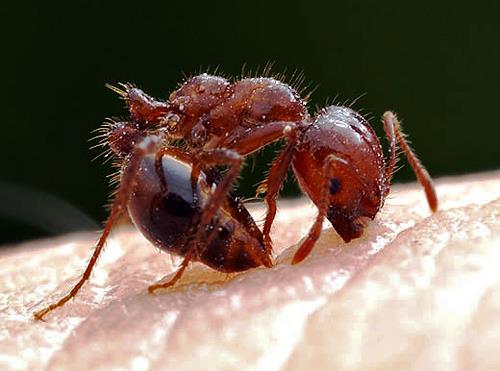 Red Imported Fire Ant Invasion Predicted to occupy >50% of Earth s surface Major human and agricultural