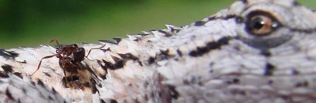 Research Questions How do fire ants exert pressure on fence lizard populations?