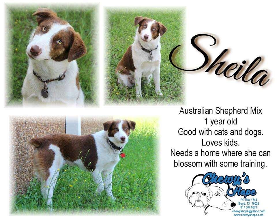 Sheila is an owner surrender that ended up in the Wise County Animal Shelter.