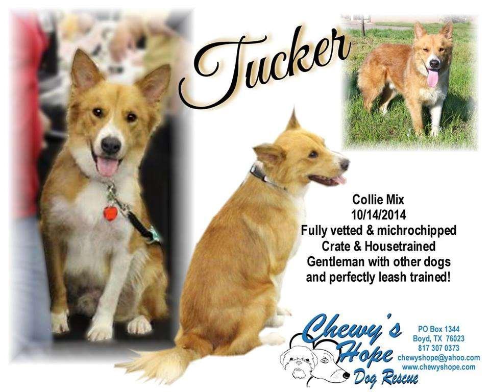 Hi, my name is Tucker, my foster mom likes to call me Tuck. I am a very sweet, happy and playful boy.